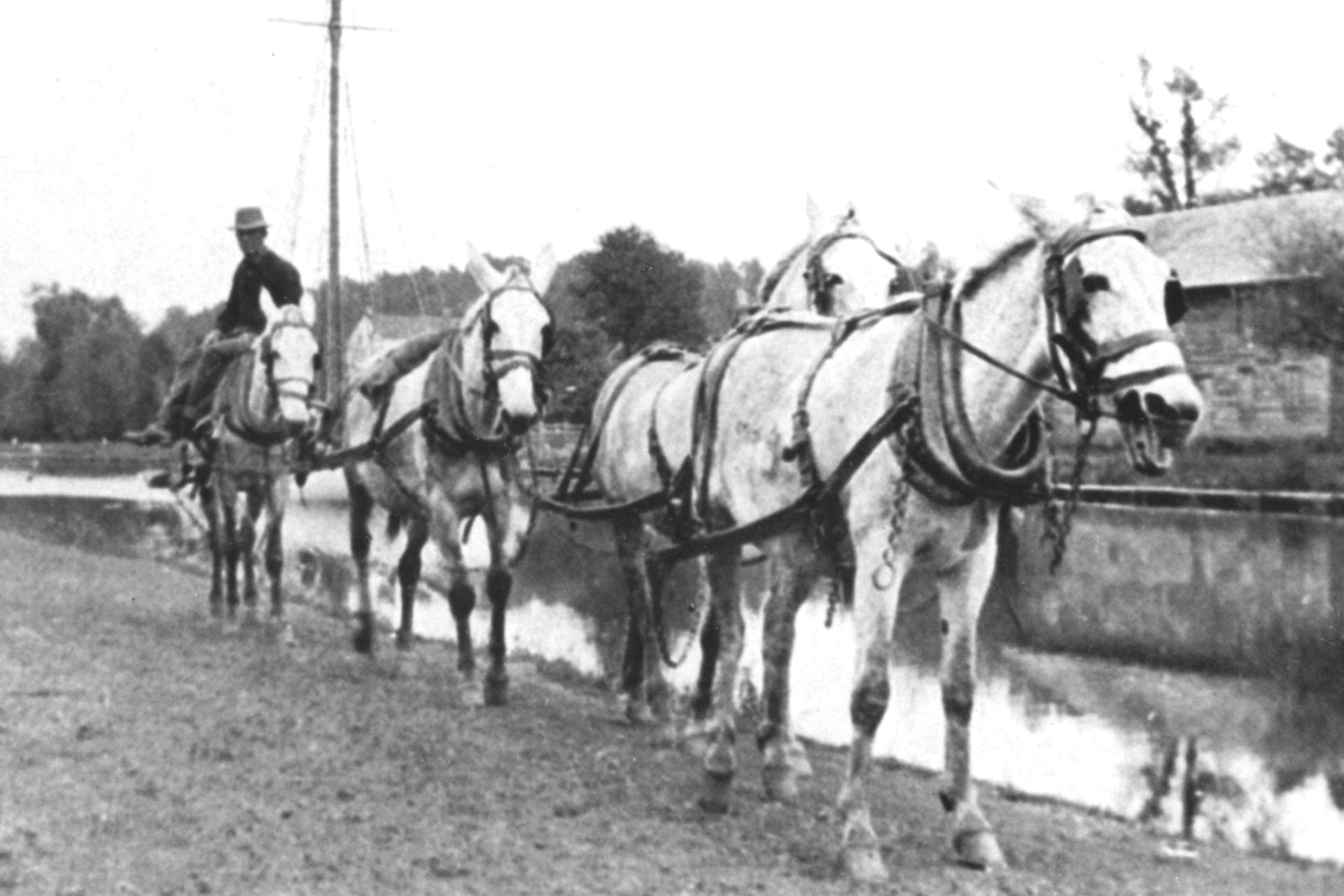Two teams of light colored mules pull a sailing vessel along the D&R Canal.