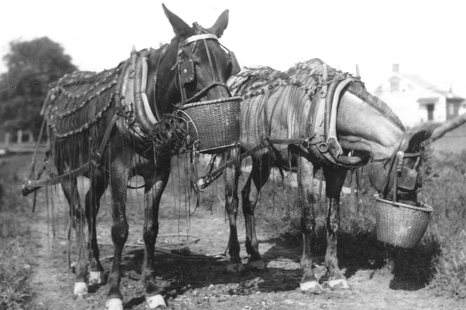The canal boats were pulled by a team of two mules. They were typically fed when a boat locked through or ascended/descended an inclined plane.